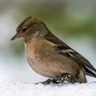 Buchfink Weibchen 