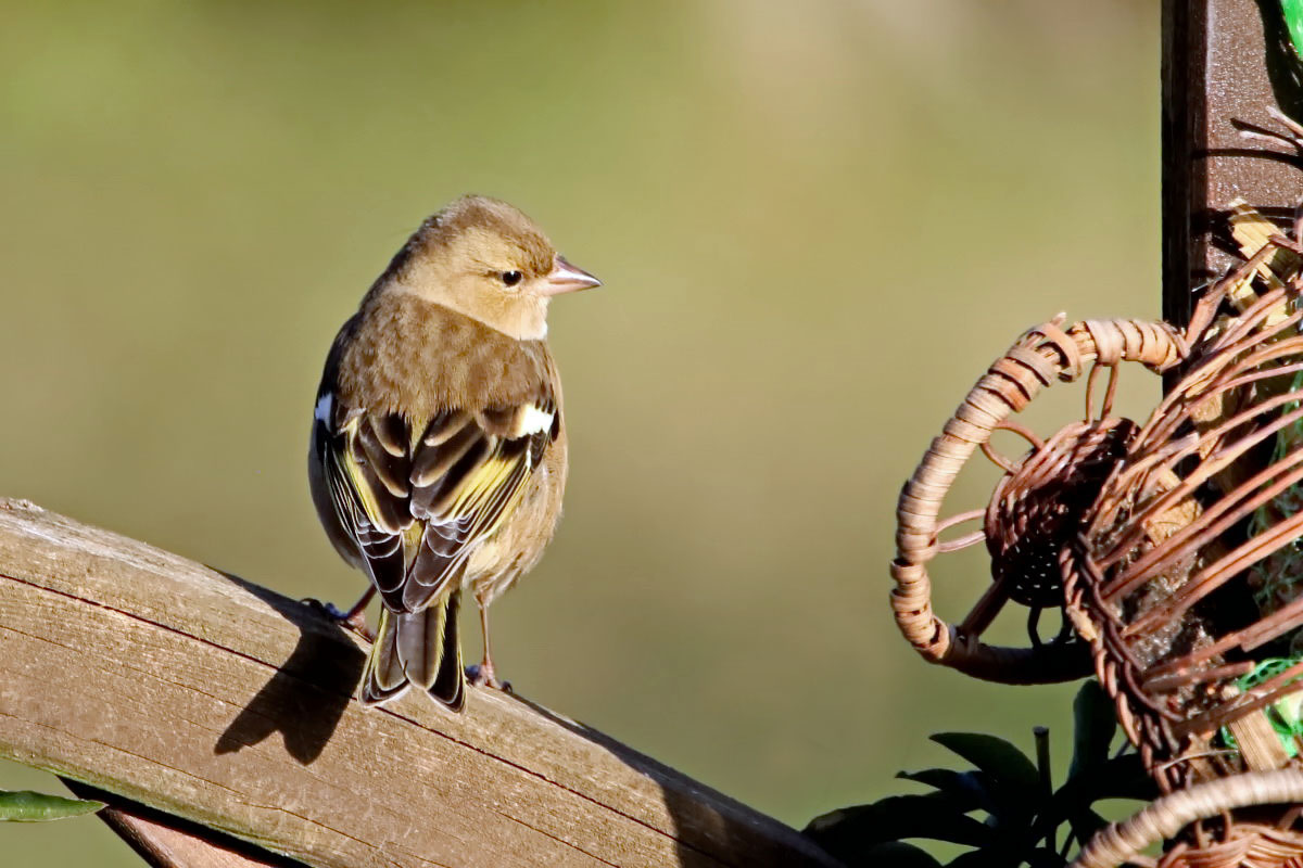 Buchfink Weibchen