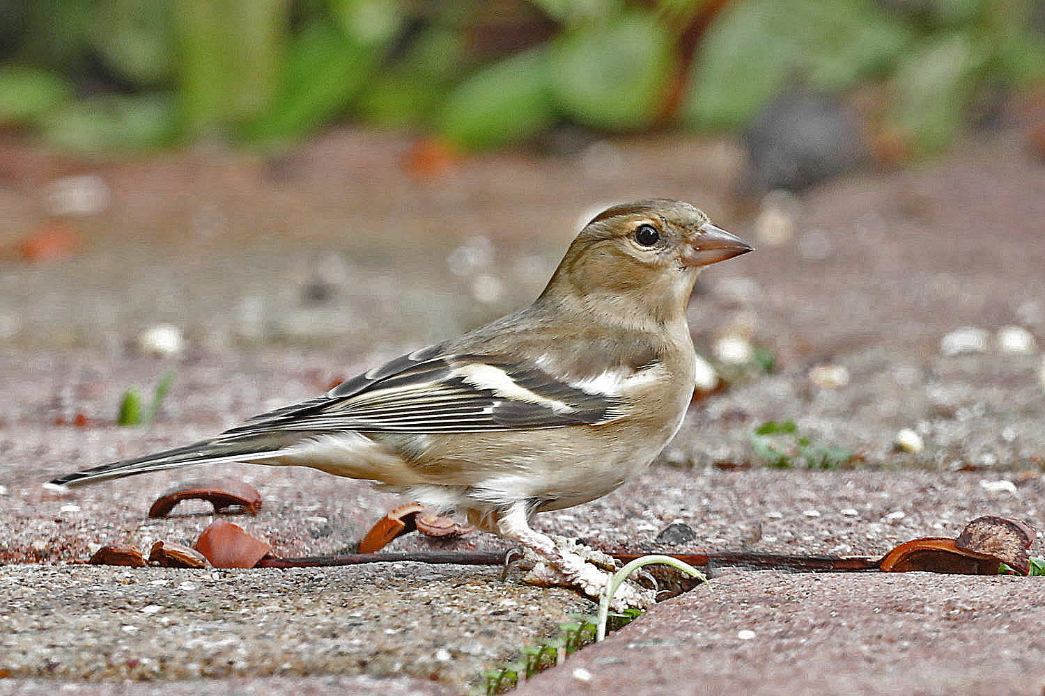 Buchfink [Weibchen]