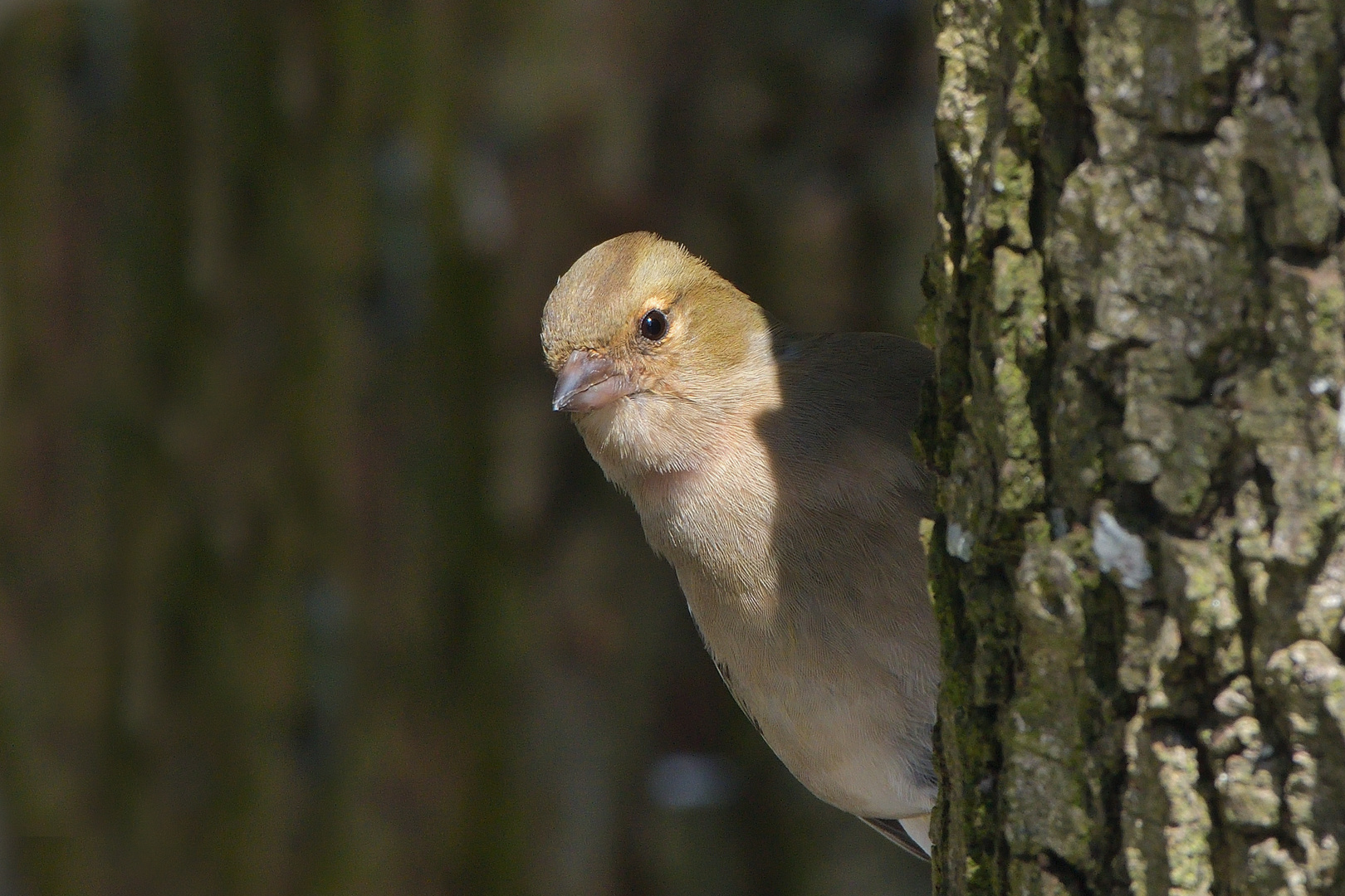 Buchfink Weibchen