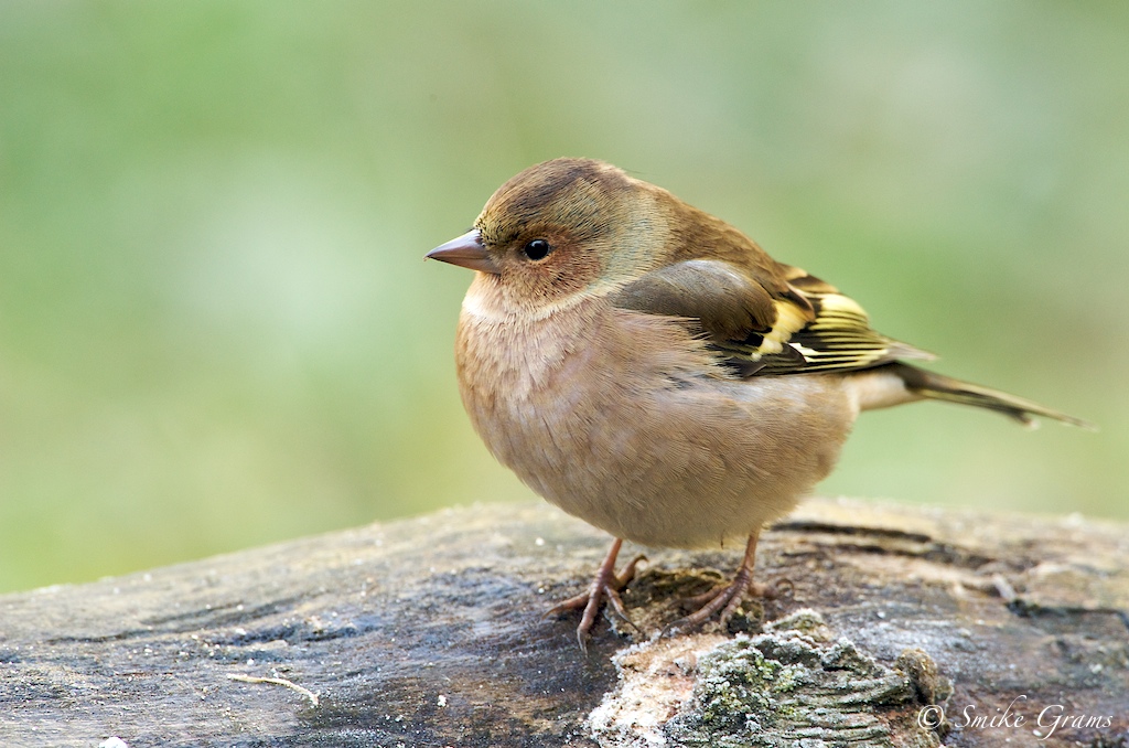 Buchfink Weibchen