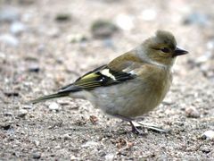 Buchfink (Weibchen)