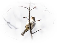 Buchfink Weibchen