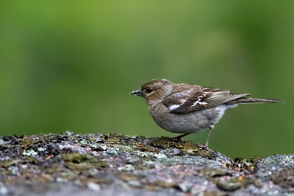 Buchfink - Weibchen