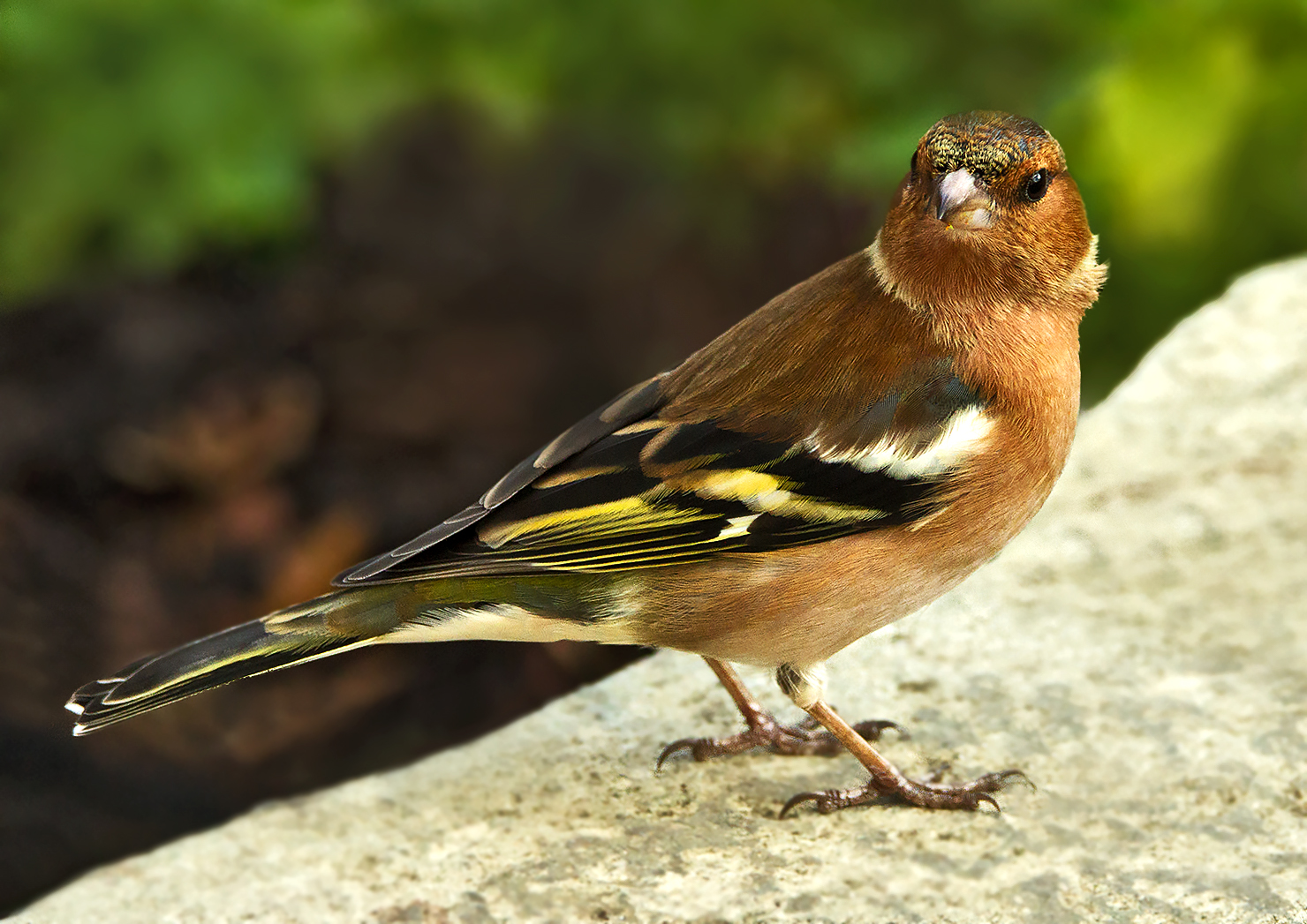 Buchfink-Weibchen 