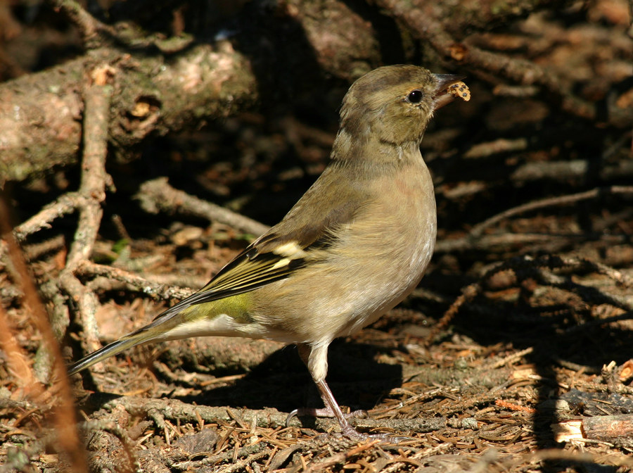 Buchfink-Weibchen