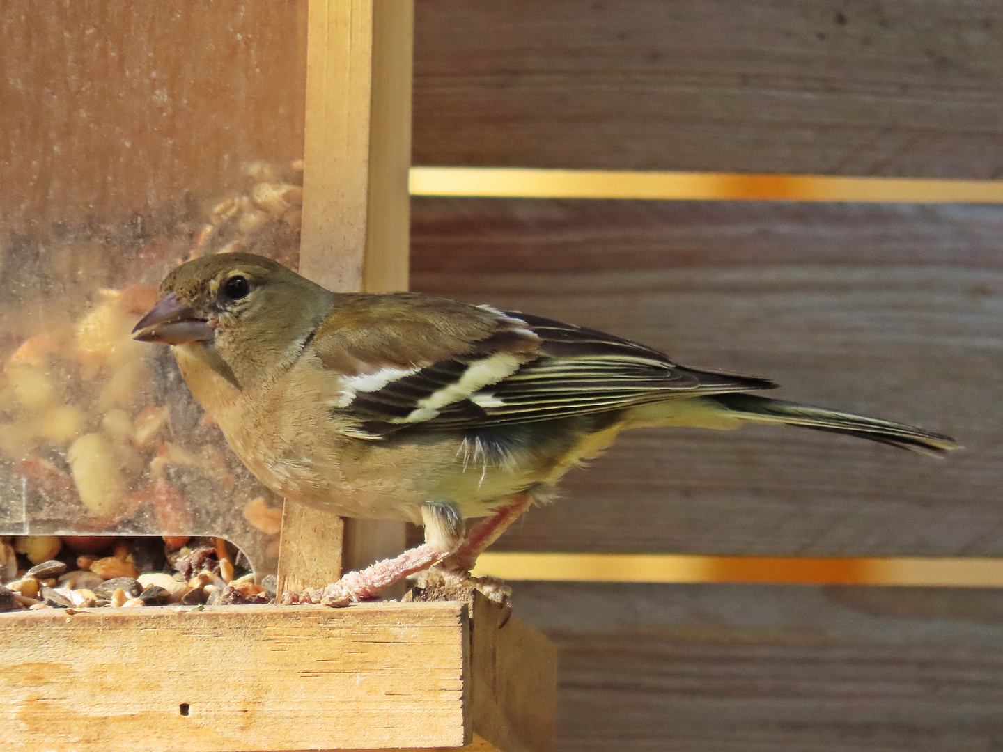 Buchfink Weibchen