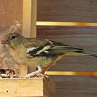 Buchfink Weibchen