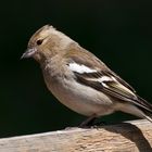 Buchfink Weibchen am Etang de la Gruère