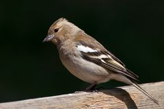 Buchfink Weibchen am Etang de la Gruère