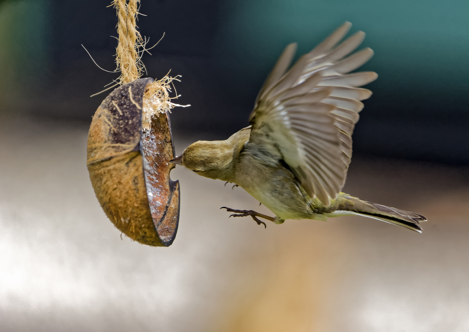 Buchfink (Weibchen)