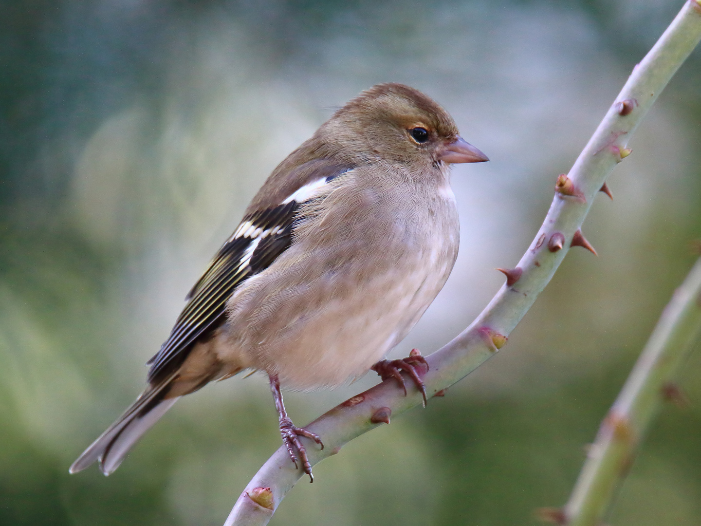 Buchfink (Weibchen)