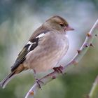 Buchfink (Weibchen)