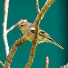 Buchfink (Weibchen)