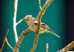 Buchfink (Weibchen)