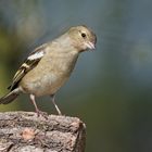 Buchfink - Weibchen