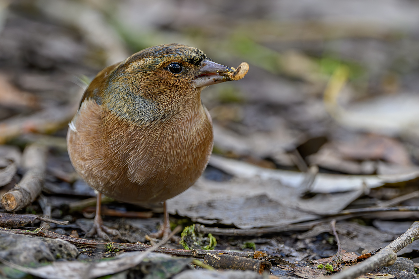 Buchfink Weibchen