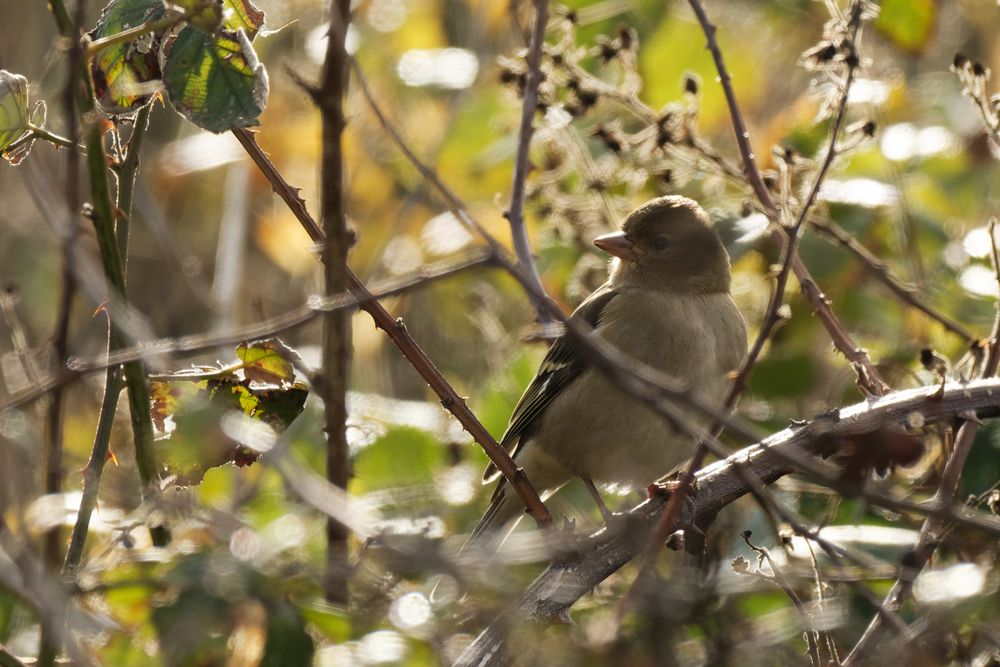 Buchfink Weibchen  (Fringilla coelebs)