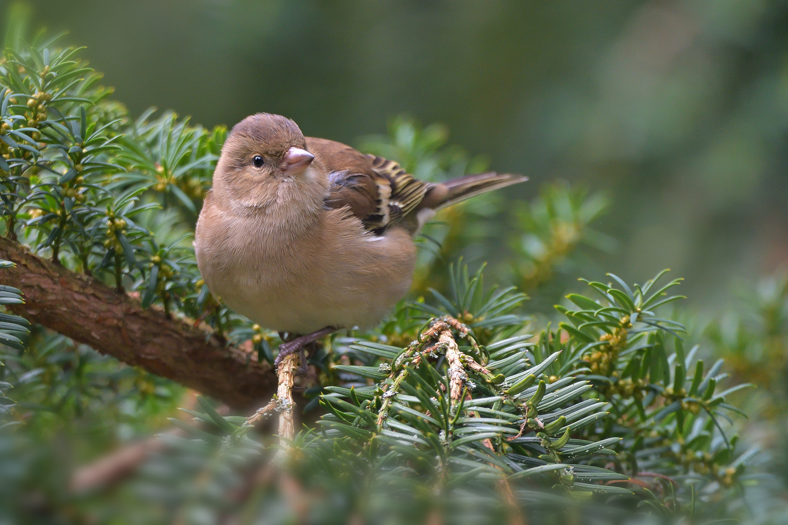 Buchfink Weibchen (Fringilla coelebs)