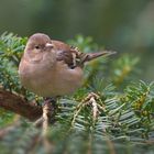 Buchfink Weibchen (Fringilla coelebs)