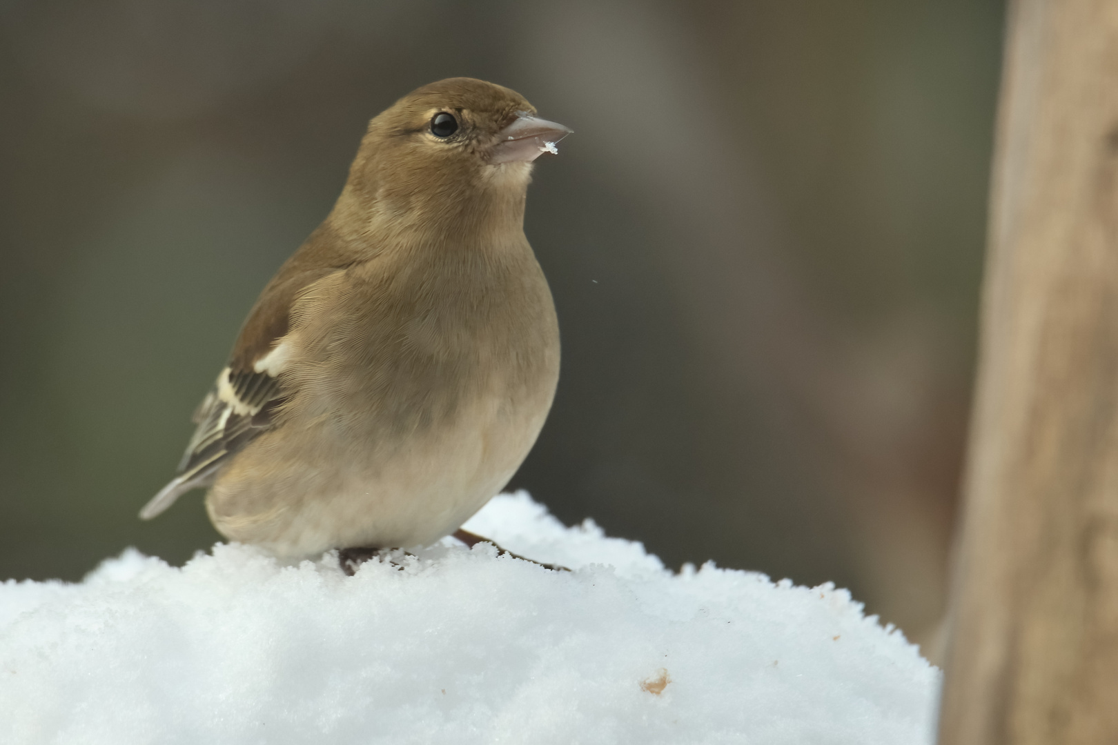 Buchfink-Weibchen im Schnee