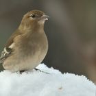 Buchfink-Weibchen im Schnee