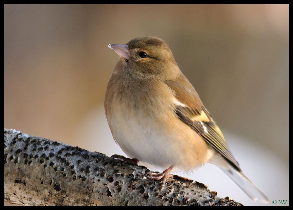 - Buchfink weibl. - ( Fringilla coelebs )