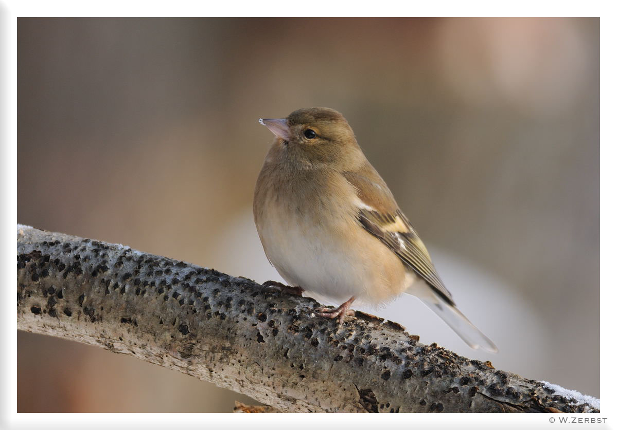 - Buchfink weibl. - (Fringilla coelebs)