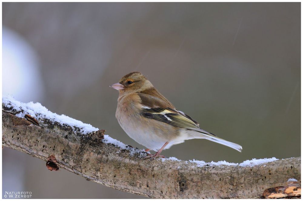 - Buchfink weibl. - ( Fringilla coelebs )