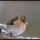 - Buchfink weibl. im Schneetreiben -    ( Fringilla coelebs )