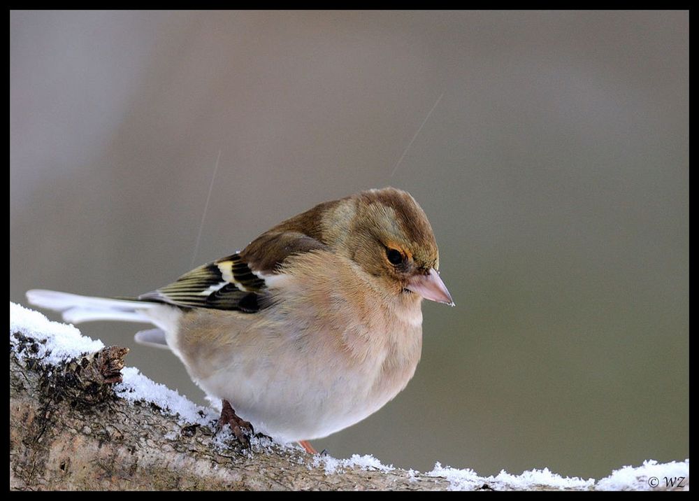 - Buchfink weibl. im Schneetreiben -    ( Fringilla coelebs )
