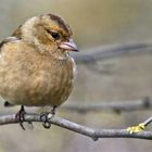 "Buchfink", weiblich