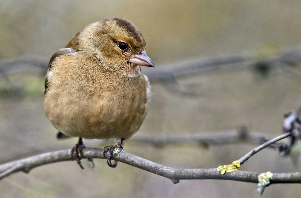 "Buchfink", weiblich