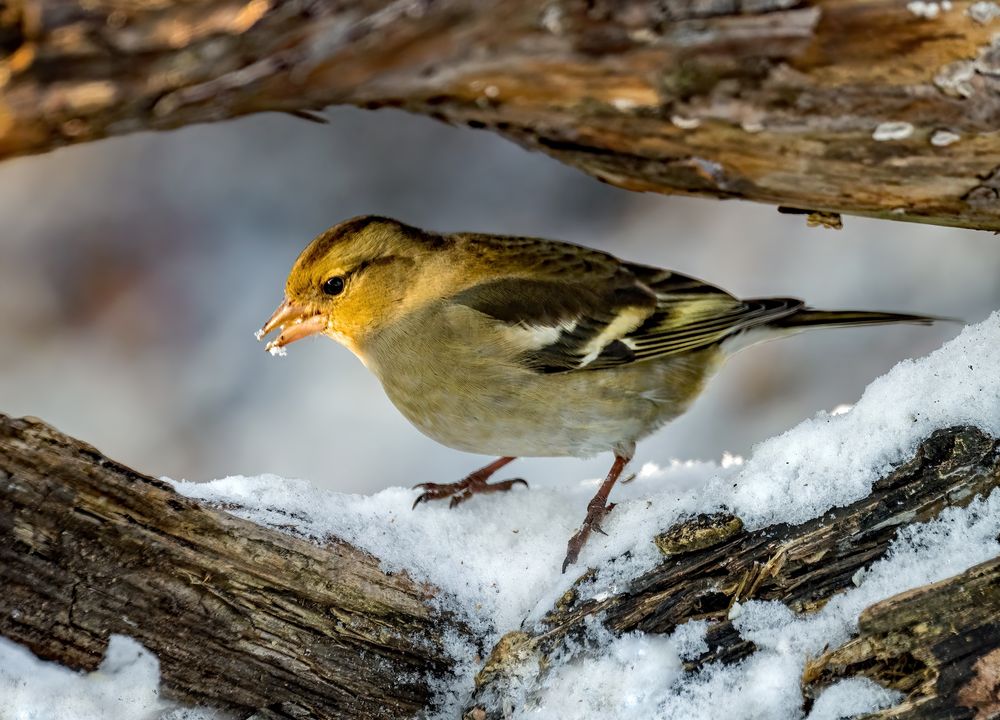 "BUCHFINK", weiblich