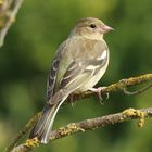 Buchfink (Weiblich) Chloris chloris