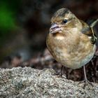 BUCHFINK, weiblich