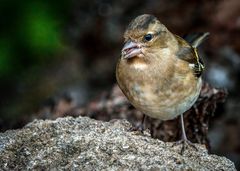 BUCHFINK, weiblich