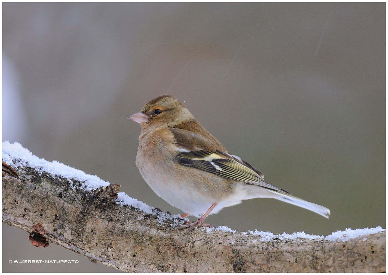 --- Buchfink, weiblich --- ( Fringila coelebs )