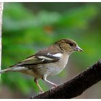 ---- Buchfink weiblich ---- (Fringilla Coelebs)