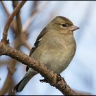 Buchfink - weiblich - Fringilla coelebs