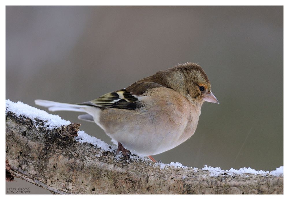 - Buchfink weiblich - ( Fringilla coelebs )