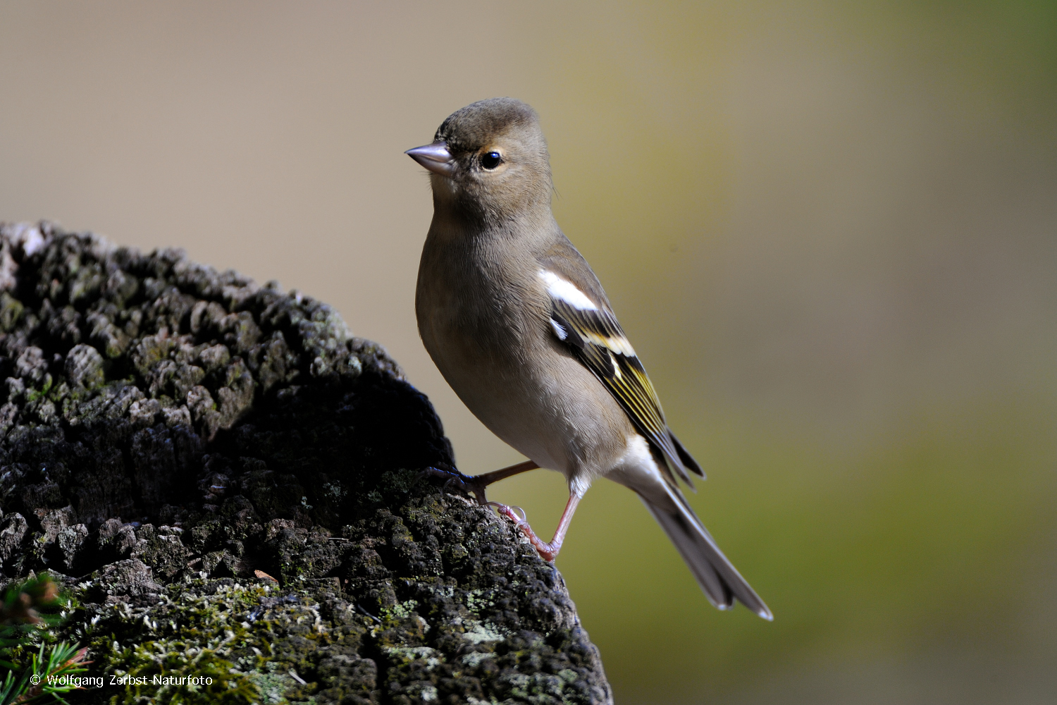 --- Buchfink weiblich---   ( Fringilla coelebs )