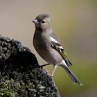 --- Buchfink weiblich---   ( Fringilla coelebs )