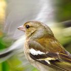 Buchfink (weiblich) mit Vogel fliegend im Hintergrund