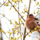 Buchfink zwitschert im Sonnenlicht sein Frühlingslied