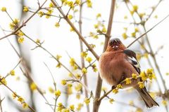 Buchfink zwitschert im Sonnenlicht sein Frühlingslied