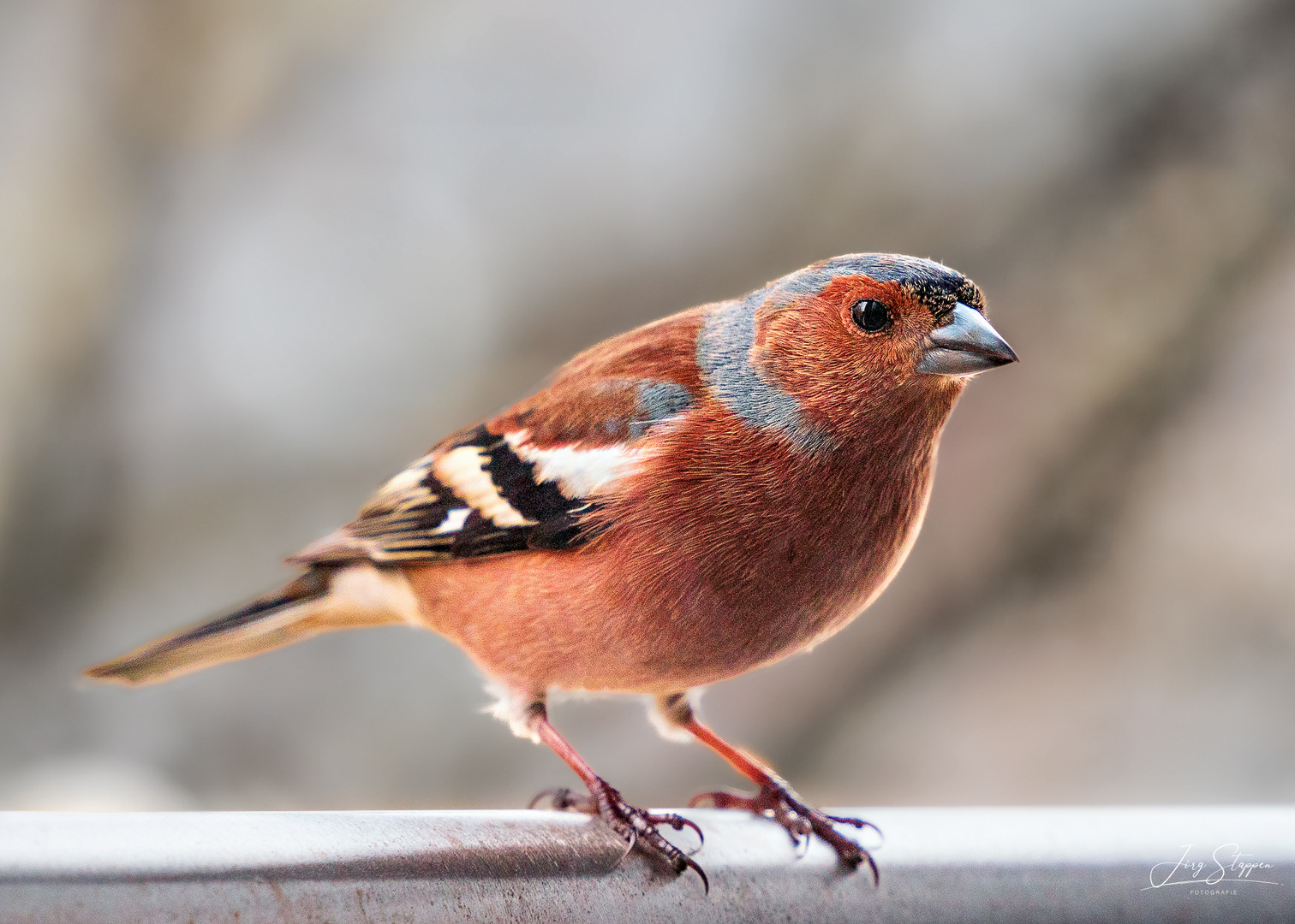 Buchfink/Chaffinch