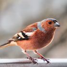 Buchfink/Chaffinch