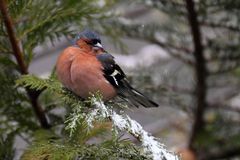 Buchfink,Common Chaffinch,2018 UHS_1160