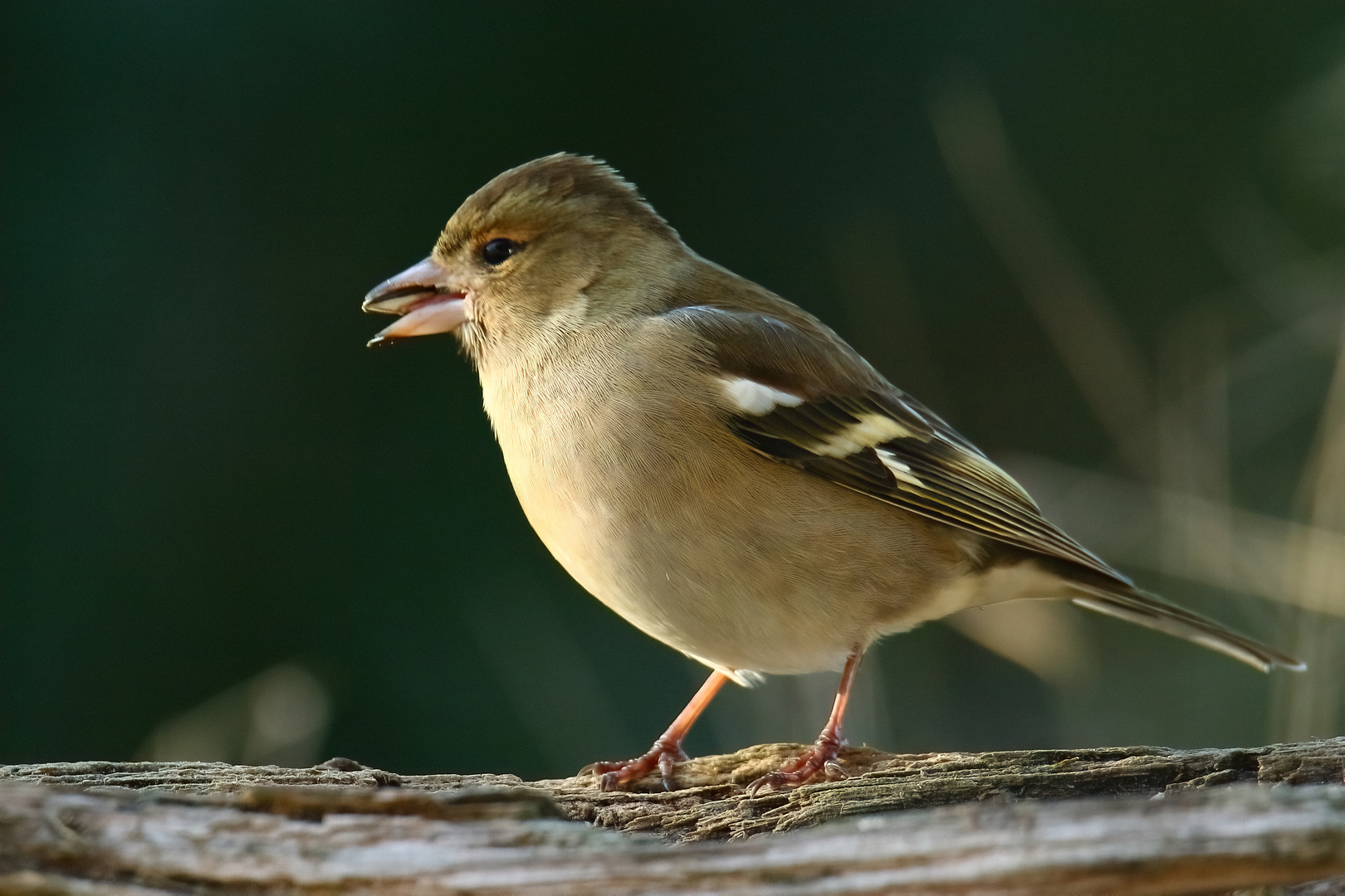 Buchfinkdame